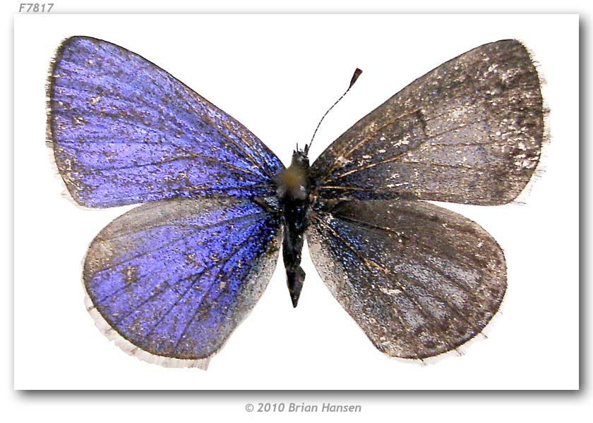Celastrina echo, (bilaterial gynandromorph, american river canyon, ruck-a-chucky, Placer co., CA, 3-20-2010) (Internet Image property of respective owner, non-commercial use only)